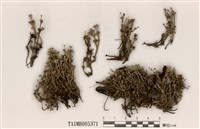 藏品(石蕊屬)的圖片